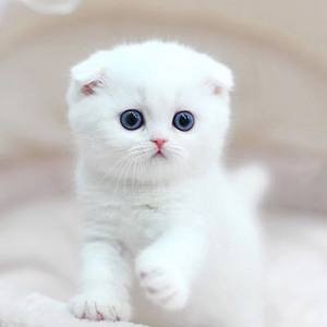 Мультивитаминные добавки Многофункциональные таблетки Кошки и собаки Природная иммунная поддержка и облегчение аллергии для собак 1